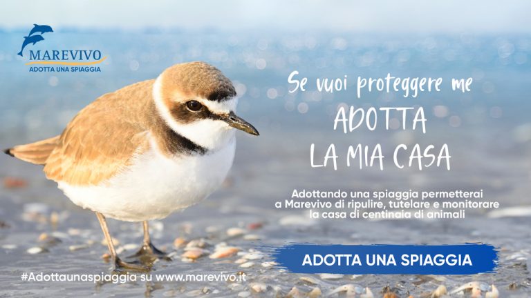 Marevivo Lancia La Campagna Adotta Una Spiaggia Alter Media