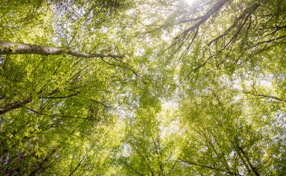 21 novembre 2020 - Giornata nazionale degli alberi: in Italia in aumento i boschi gestiti responsabilmente