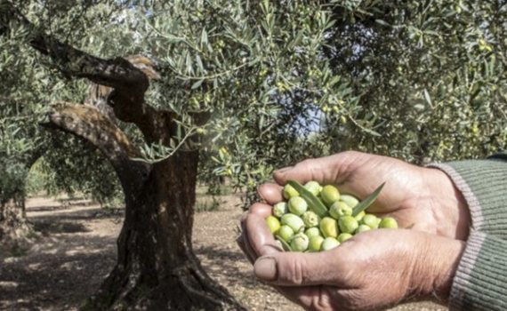 Dalla Puglia con sapore: il Tavoliere nel piatto