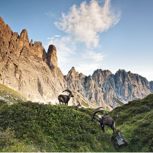 Dal Castello di Udine alle Alpi Carniche nei ricordi di Carlo Emilio Gadda