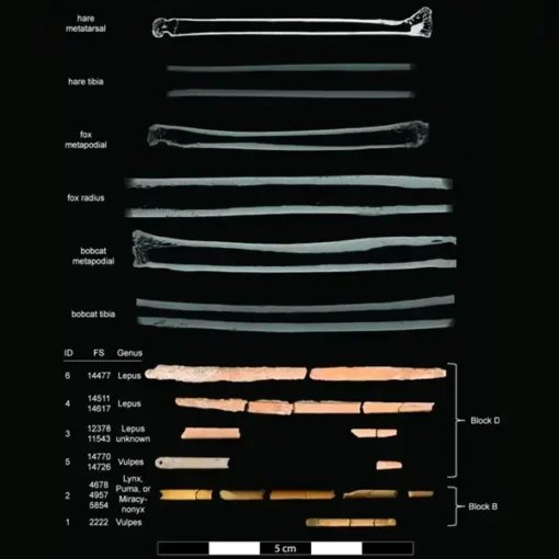 I primi paleoindiani, circa 13.000 anni fa, utilizzavano le ossa di canidi, felini e lepri per creare aghi nell'attuale Wyoming