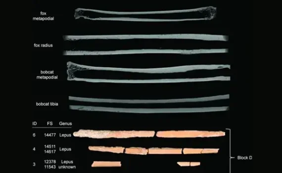 I primi paleoindiani, circa 13.000 anni fa, utilizzavano le ossa di canidi, felini e lepri per creare aghi nell'attuale Wyoming