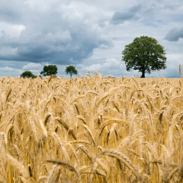 La produzione alimentare globale è cresciuta costantemente negli ultimi sei decenni